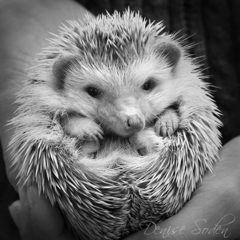 hedgehog by Denise Soden