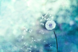Dandelion